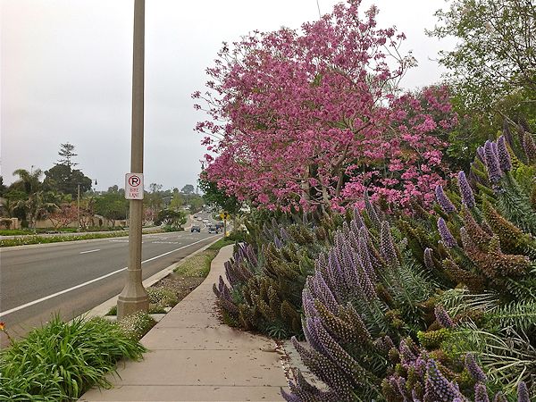 Leucadia Blvd.