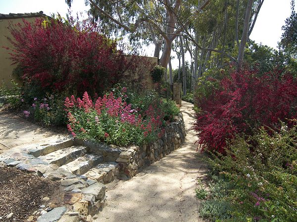 Acacias, Rancho Santa Fe