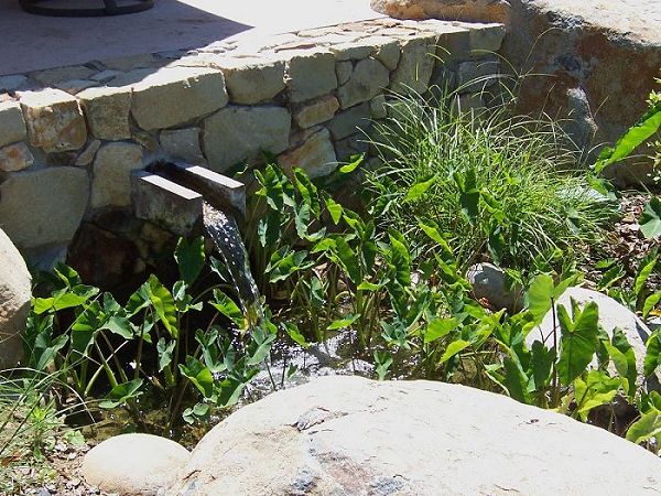 Acacias, Rancho Santa Fe