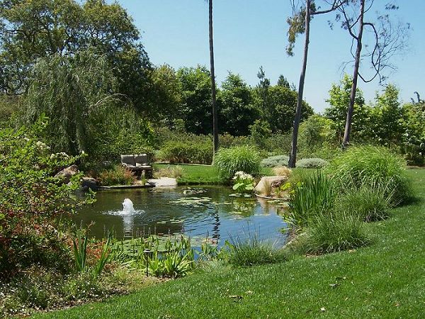 Acacias, Rancho Santa Fe