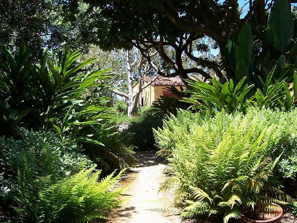 Acacias, Rancho Santa Fe